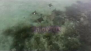 Манта и подводная охота у Labuan Bajo: где рыбалка безопасна