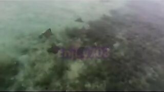 Манта и подводная охота у Labuan Bajo: где рыбалка безопасна