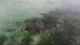 Манта и подводная охота у Labuan Bajo: где рыбалка безопасна