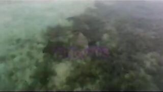 Манта и подводная охота у Labuan Bajo: где рыбалка безопасна