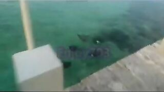 Манта и подводная охота у Labuan Bajo: где рыбалка безопасна