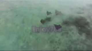 Манта и подводная охота у Labuan Bajo: где рыбалка безопасна