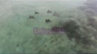 Манта и подводная охота у Labuan Bajo: где рыбалка безопасна