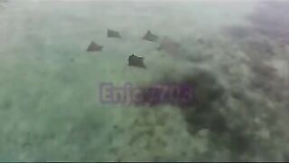 Манта и подводная охота у Labuan Bajo: где рыбалка безопасна