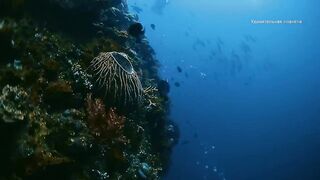 Palawan, Philippines где морская рыбалка на пляжах хуже, чем у рифов?