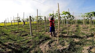 Micro-джиг в Malawaan Park — рыбалка на мягкие приманки работает?