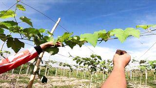 Micro-джиг в Malawaan Park — рыбалка на мягкие приманки работает?