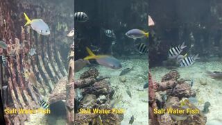 Ocean Adventure Subic Bay морские обитатели и лодки у рыбацкой зоны