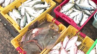 Phan Thiết опт: морская рыбалка на рассветном торге у Chợ Cá