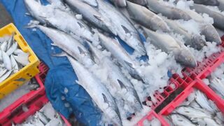 Конча. Рыбный рынок в Фантьете | Про Вьетнам