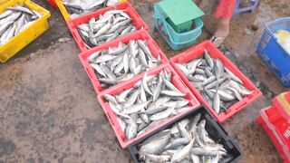 Конча. Рыбный рынок в Фантьете | Про Вьетнам