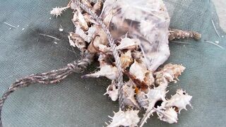 Дикарями во Вьетнам: Вунгтау и Лонг Хай — рыбалка по-местному