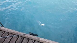 Лимасол 17.01.2019: вечер, огни и рыбалка на набережной