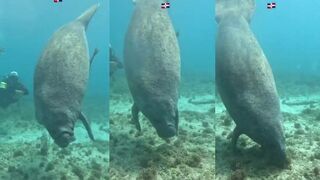 Bayahibe: пляжные рассветы лодки уходят а вечером тихая вода у рифа