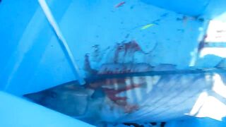 Bayahibe Fishing Centre Dominican Republic Captain Pepe Giant Wahoo Caught By Hand Line!