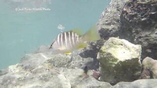 Рифовые краски на Кубе: получится ли рыбалка рядом с пляжем?