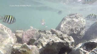 Рифовые краски на Кубе: получится ли рыбалка рядом с пляжем?