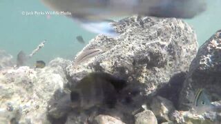 Рифовые краски на Кубе: получится ли рыбалка рядом с пляжем?