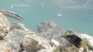 Рифовые краски на Кубе: получится ли рыбалка рядом с пляжем?