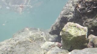 Рифовые краски на Кубе: получится ли рыбалка рядом с пляжем?