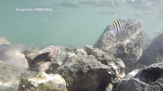 Рифовые краски на Кубе: получится ли рыбалка рядом с пляжем?