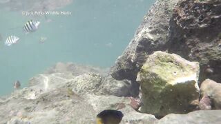 Рифовые краски на Кубе: получится ли рыбалка рядом с пляжем?