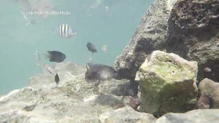 Рифовые краски на Кубе: получится ли рыбалка рядом с пляжем?