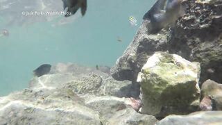 Рифовые краски на Кубе: получится ли рыбалка рядом с пляжем?