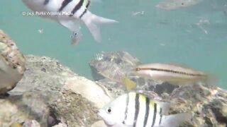 Рифовые краски на Кубе: получится ли рыбалка рядом с пляжем?