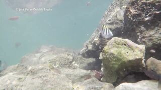 Рифовые краски на Кубе: получится ли рыбалка рядом с пляжем?