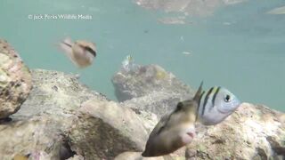 Рифовые краски на Кубе: получится ли рыбалка рядом с пляжем?