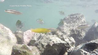 Рифовые краски на Кубе: получится ли рыбалка рядом с пляжем?