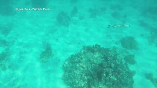 Рифовые краски на Кубе: получится ли рыбалка рядом с пляжем?