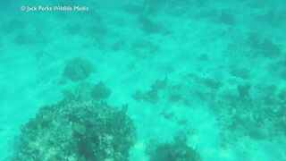 Рифовые краски на Кубе: получится ли рыбалка рядом с пляжем?