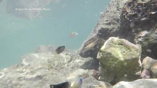 Рифовые краски на Кубе: получится ли рыбалка рядом с пляжем?