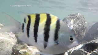 Рифовые краски на Кубе: получится ли рыбалка рядом с пляжем?