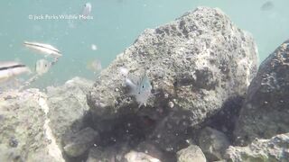 Рифовые краски на Кубе: получится ли рыбалка рядом с пляжем?