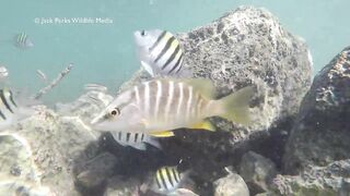 Рифовые краски на Кубе: получится ли рыбалка рядом с пляжем?