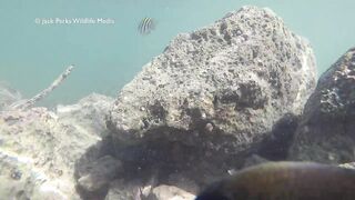 Рифовые краски на Кубе: получится ли рыбалка рядом с пляжем?