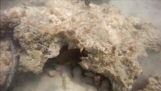 Cuban Fish of Guardalavaca #1