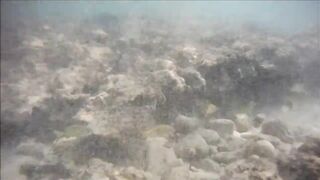 Cuban Fish of Guardalavaca #1