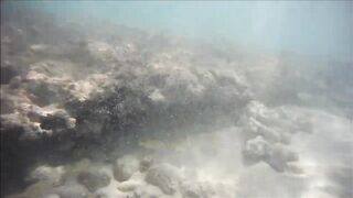 Cuban Fish of Guardalavaca #1