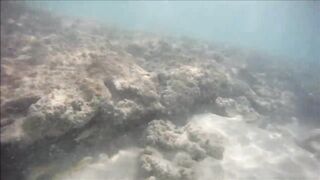 Cuban Fish of Guardalavaca #1