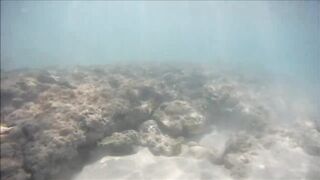 Cuban Fish of Guardalavaca #1