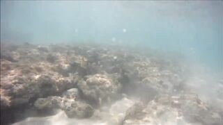 Cuban Fish of Guardalavaca #1