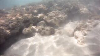 Cuban Fish of Guardalavaca #1