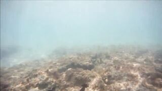 Cuban Fish of Guardalavaca #1