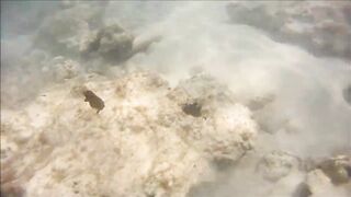 Cuban Fish of Guardalavaca #1