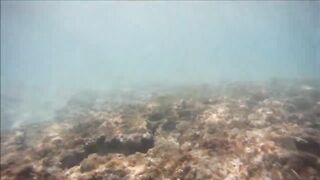 Cuban Fish of Guardalavaca #1