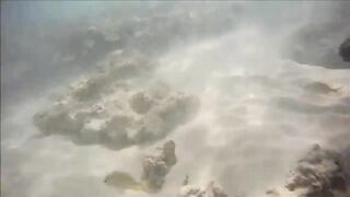 Cuban Fish of Guardalavaca #1